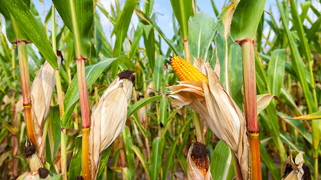 Nutritional Deficiencies in Maize