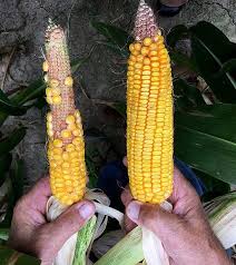 Nutritional Deficiencies in Maize