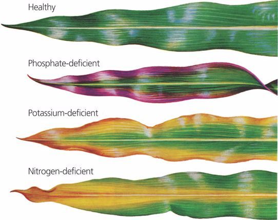 Nutritional Deficiencies in Maize