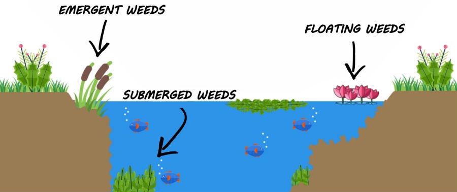 Treatment Guide of Aquatic weed