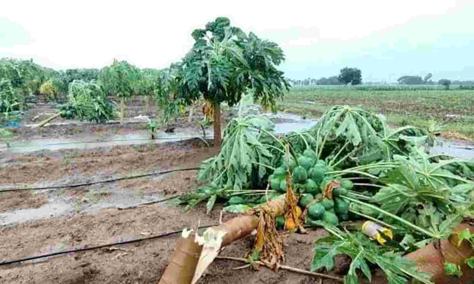 Papaya Crop Damaged in Rain