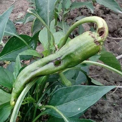 Pest Control In Chillies