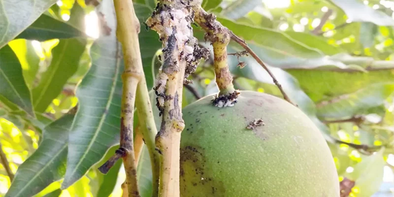 Pest of Mango