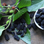 Mulberry fruit