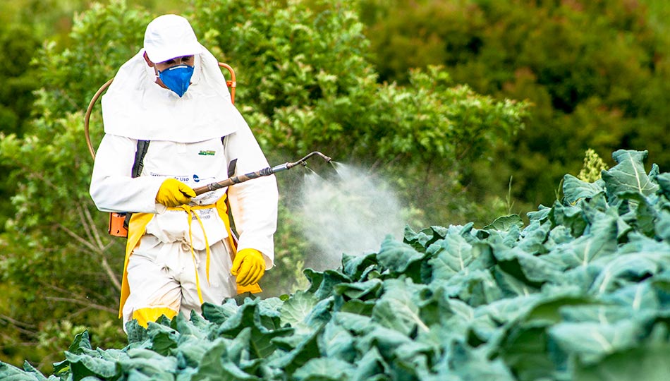 Spraying Glyphosate chemical