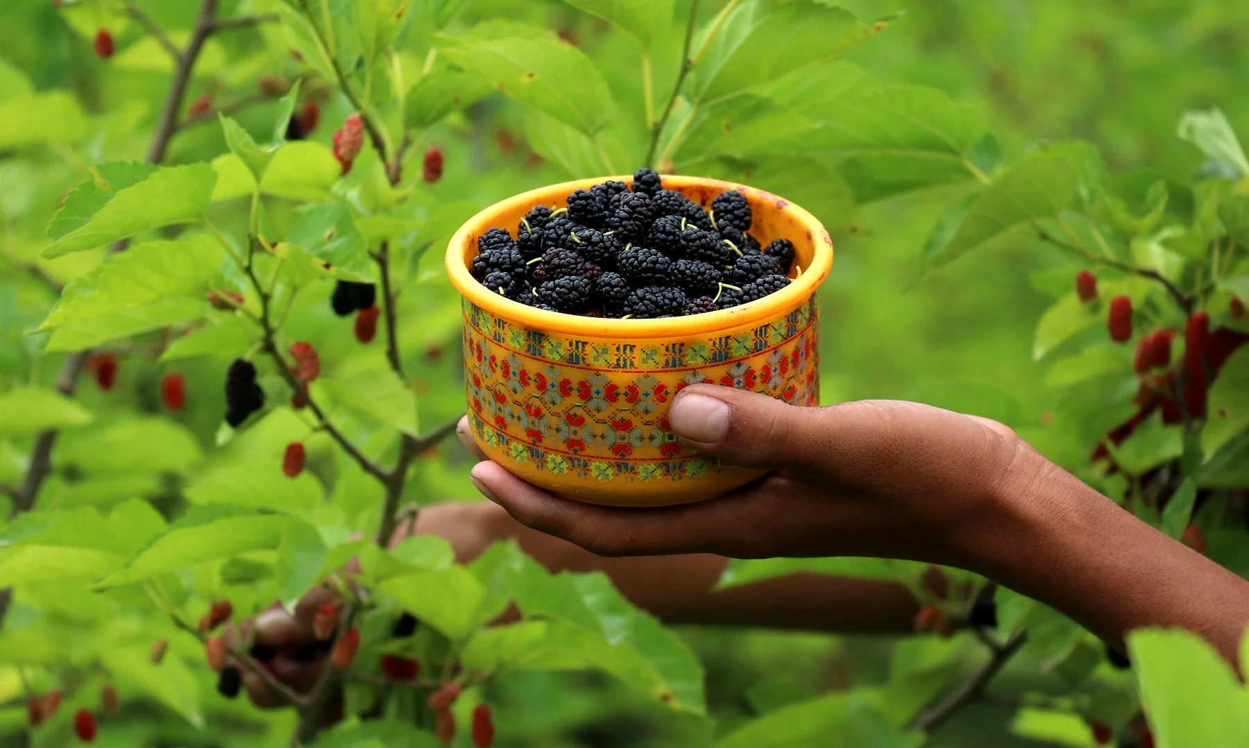  Pesticides Usage in Mulberry