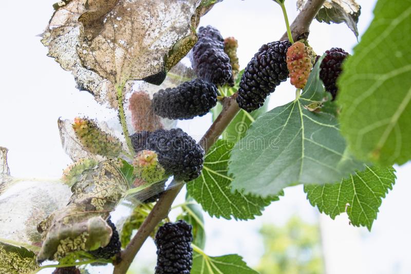 Pests of Mulberry Plants