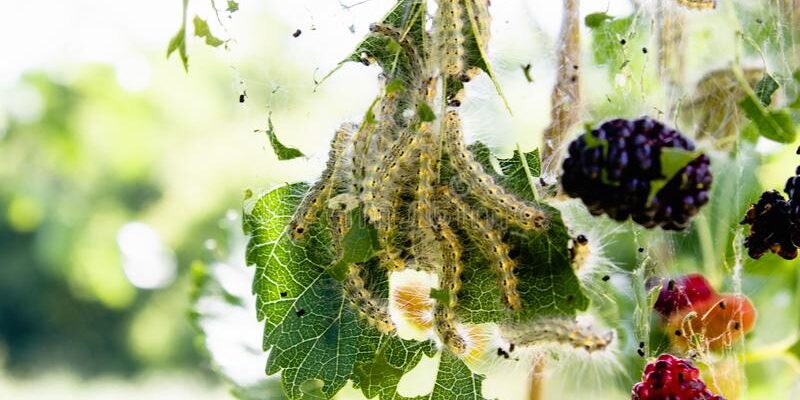 Mulberry Plants