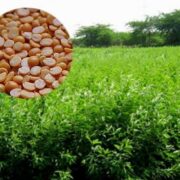  Prevent of Pest in Kandi Crop:
