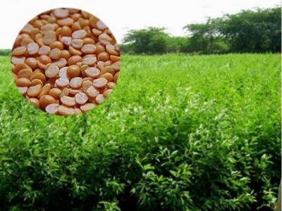  Prevent of Pest in Kandi Crop: