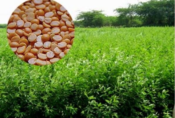  Prevent of Pest in Kandi Crop: