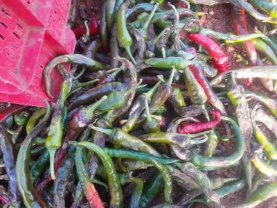 Prevention of Rot in Chilli.