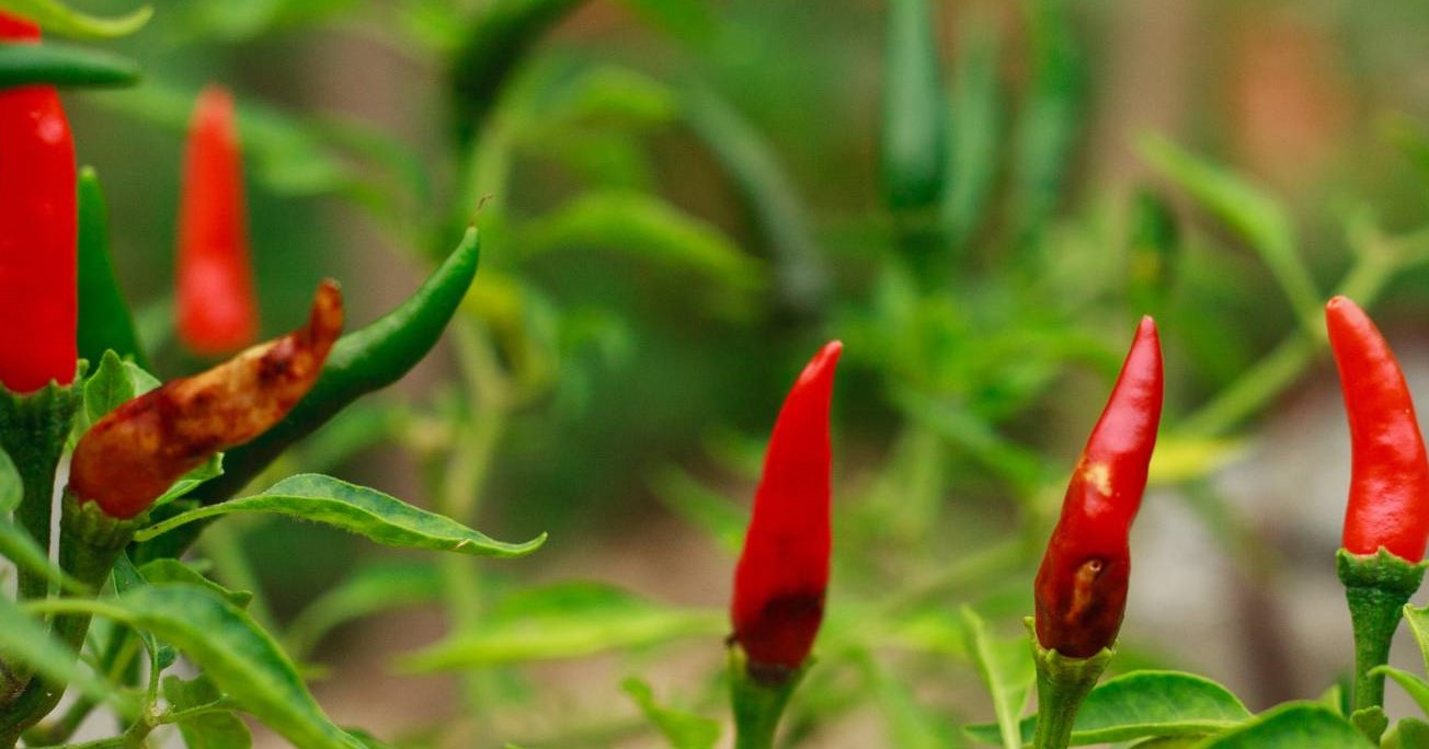 Prevention of  Rot in Chilli 