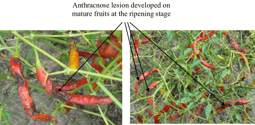 Prevention of Rot in Chilli