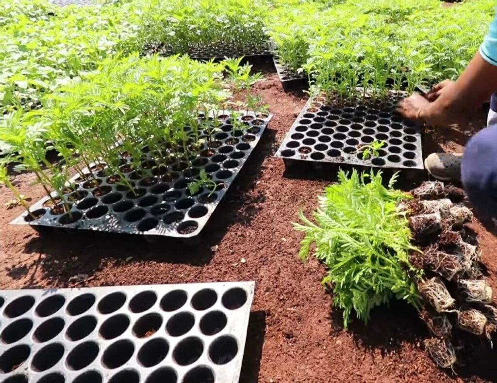 Cultivation in Pro-tray