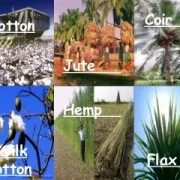 Different Types of Fiber Plants