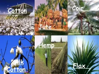 Different Types of Fiber Plants