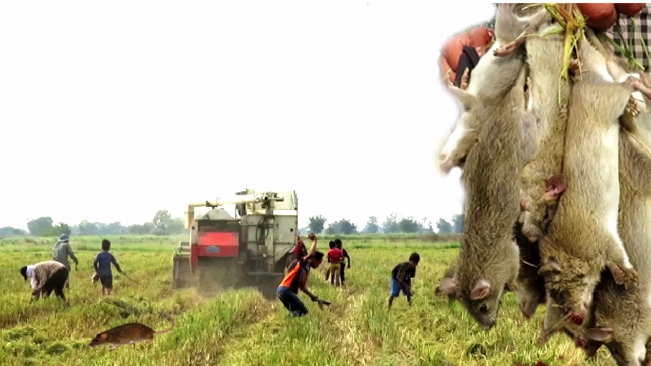 Rodent Management in Rice