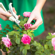 Rose Plant Pruning