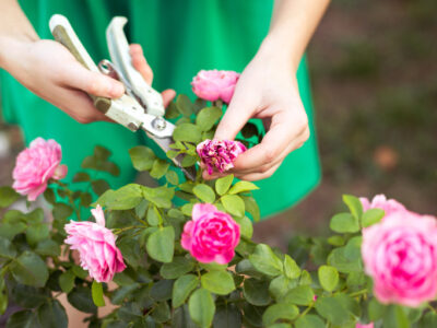Rose Plant Pruning