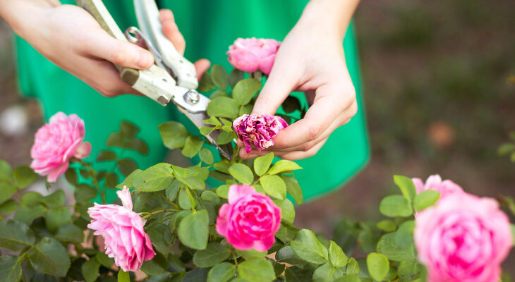 Rose Plant Pruning