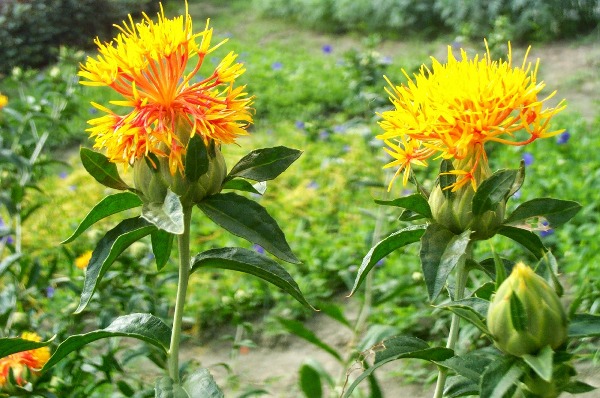  Safflower Crop Cultivation