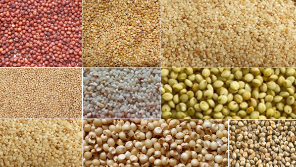 Sajja crop is one of the crop in pearl millet