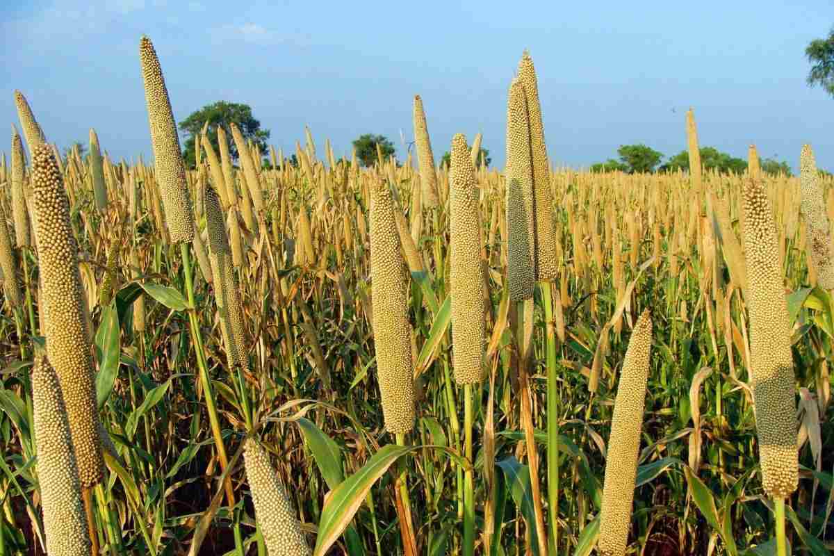 Sajjja Crop Management