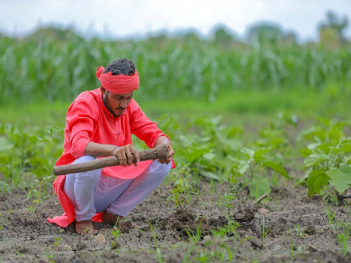 Pearl Millets Farmer