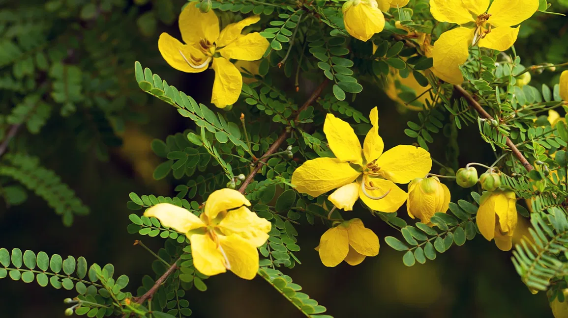 Senna Plant Leaves