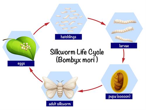 Life Cycle of Sericulture