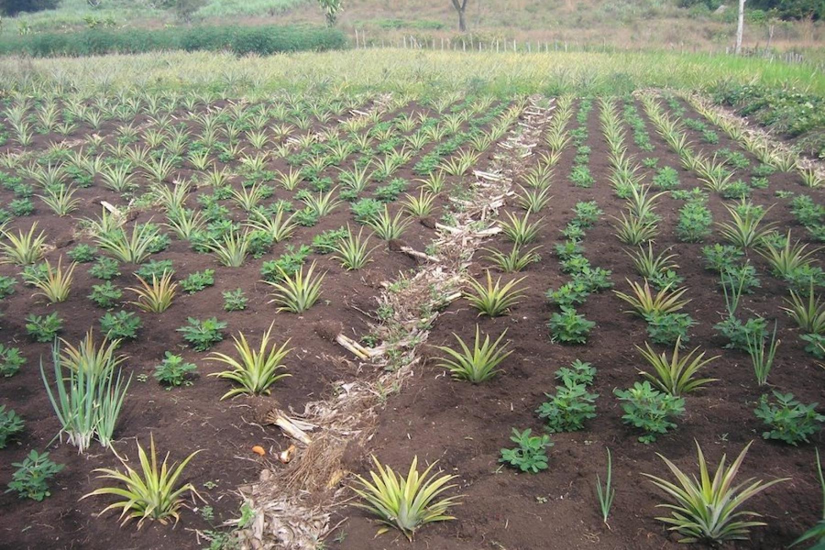 Soil Fertility Decline