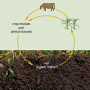 Cycle of Organic Matter