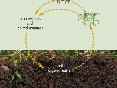 Cycle of Organic Matter