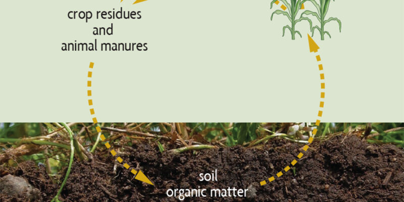 Cycle of Organic Matter