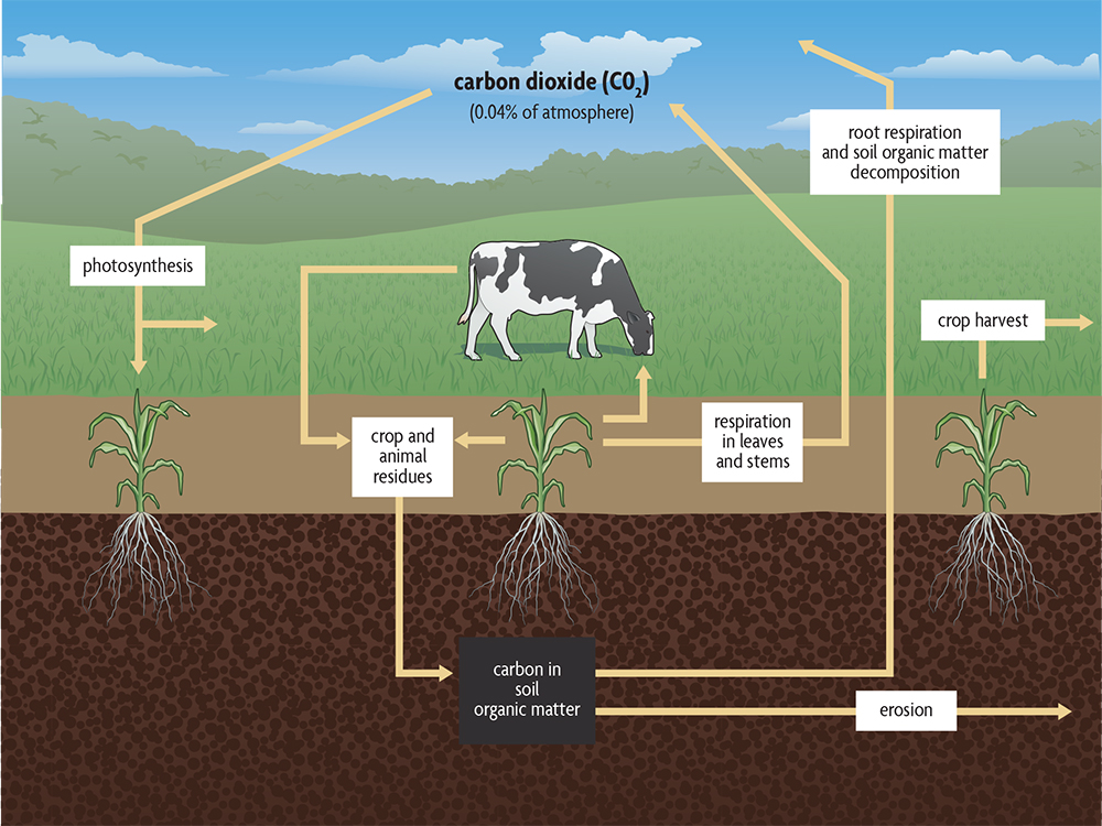 The role of soil organic matter in the carbon cycle. Illustration by Vic Kulihin.