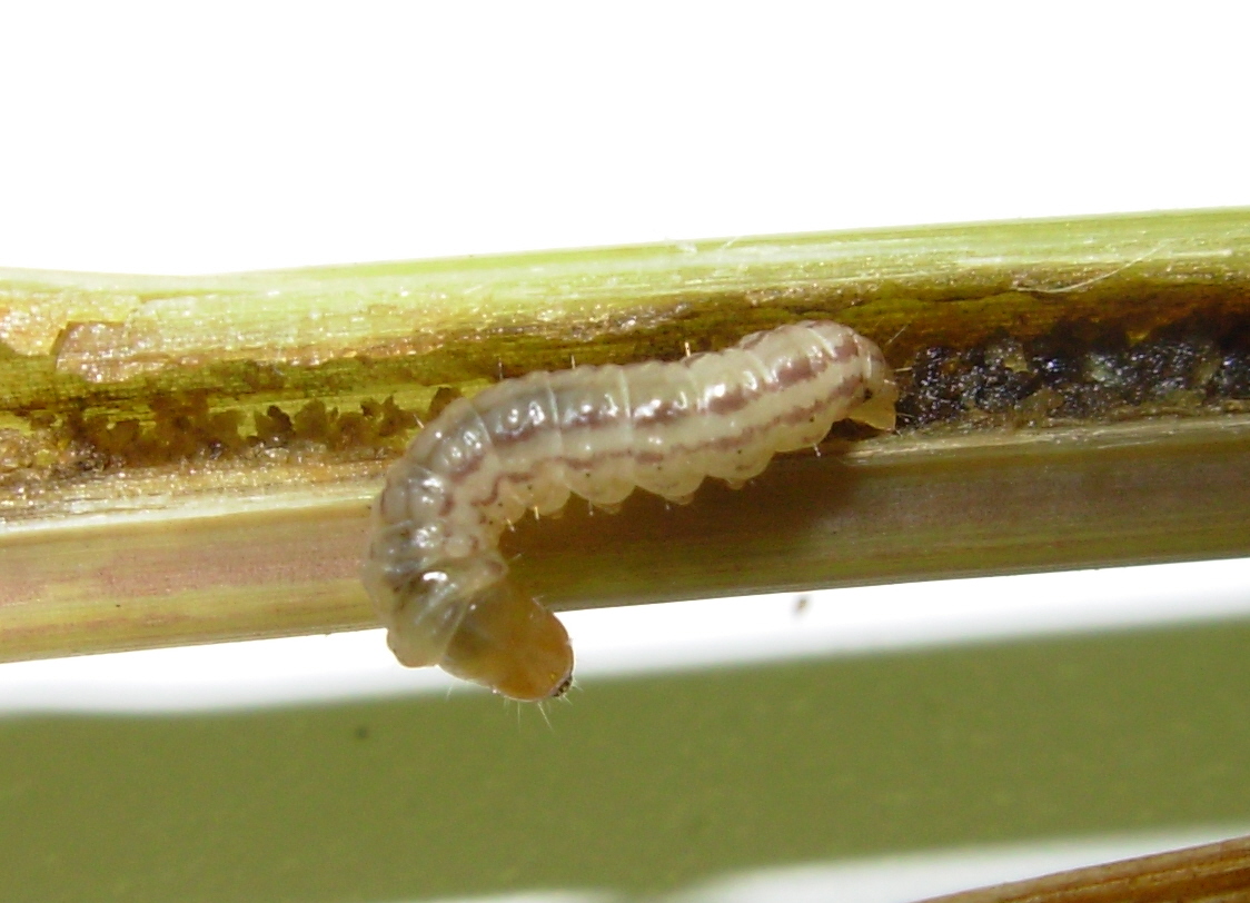 Stem Borer