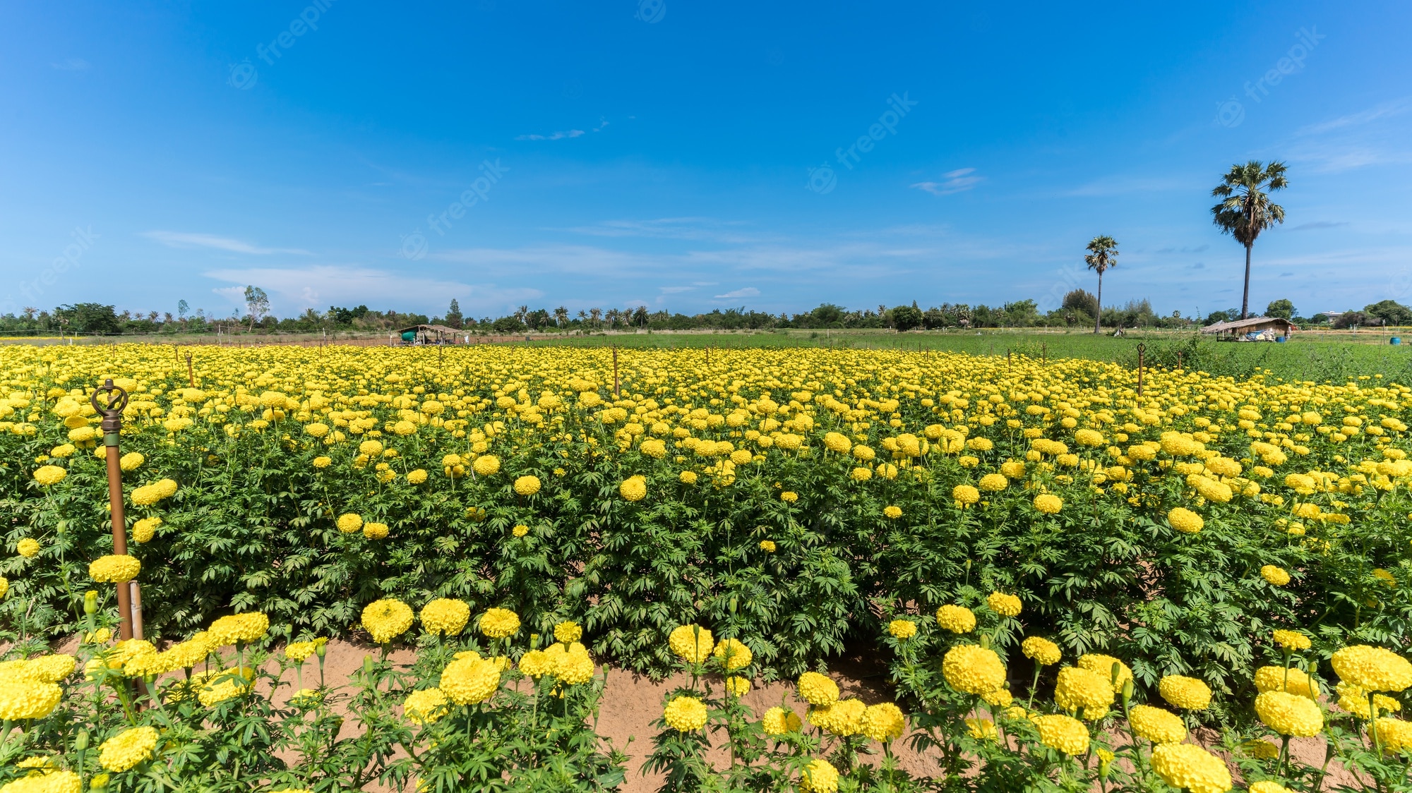 Marigold Flower Farm