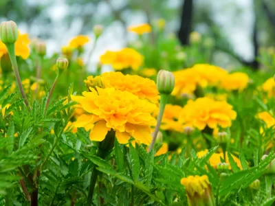 Marigold Flower