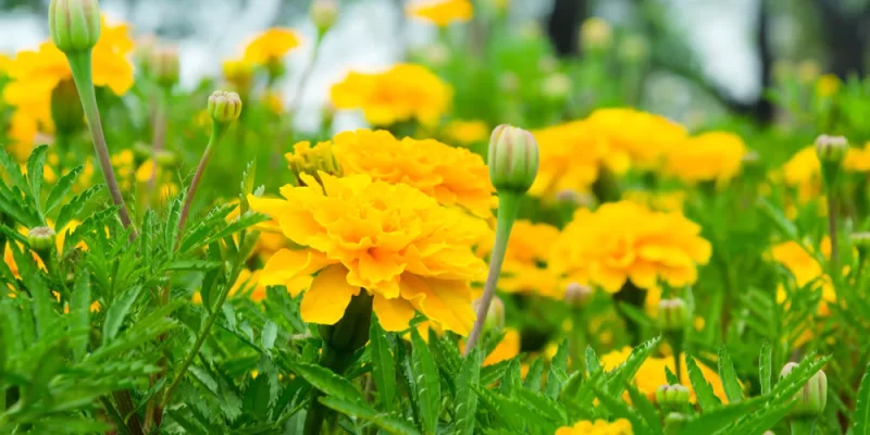 Marigold Flower