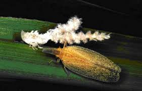 Sugarcane pest control