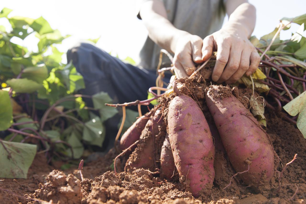 Cultivation of sweet potato