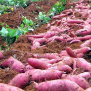 sweet potato