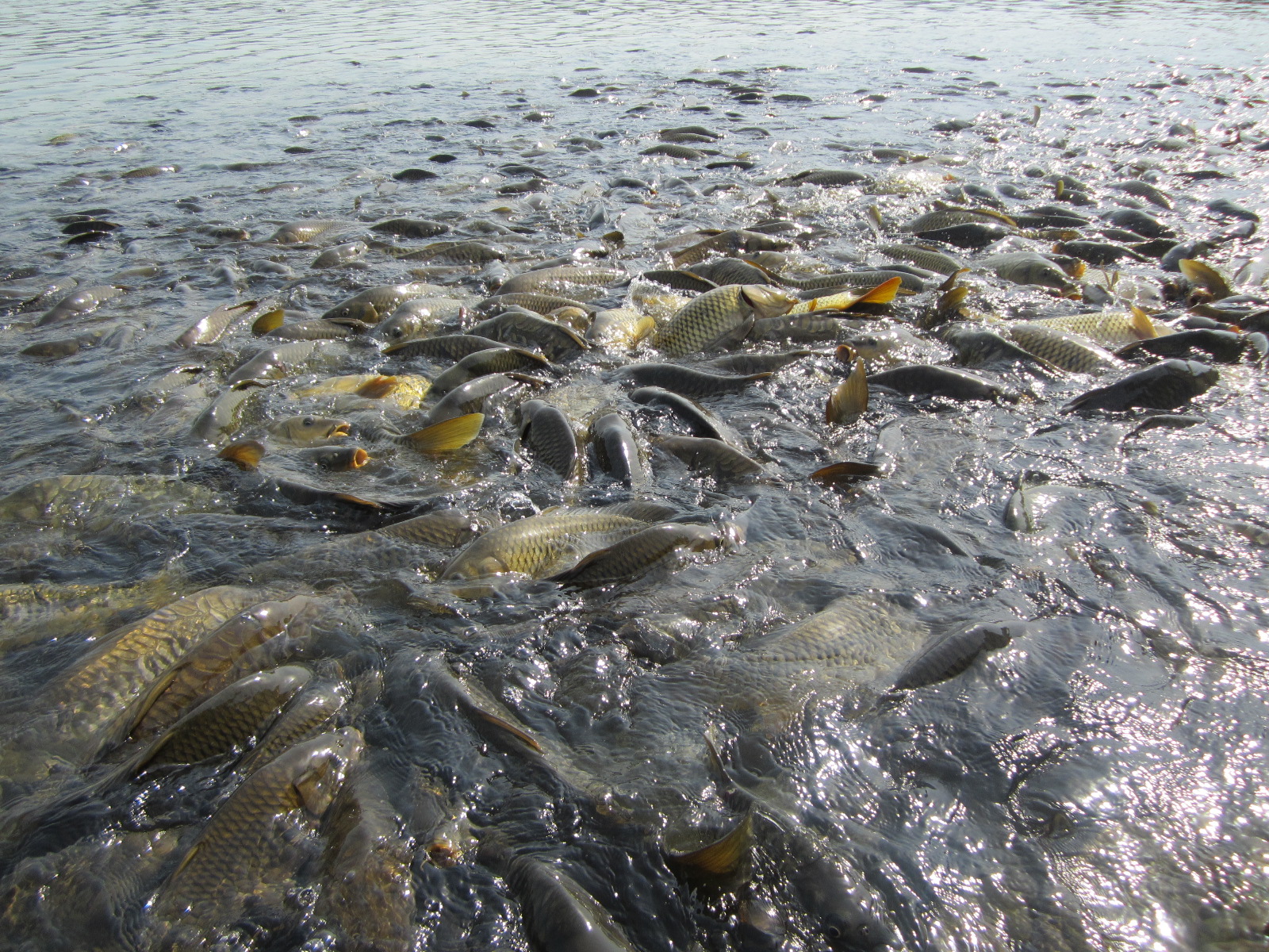 Fish Breading in July and August