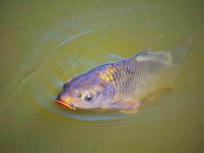 Fish Farming