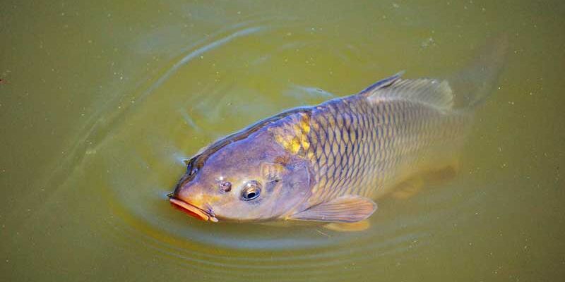 Fish Farming