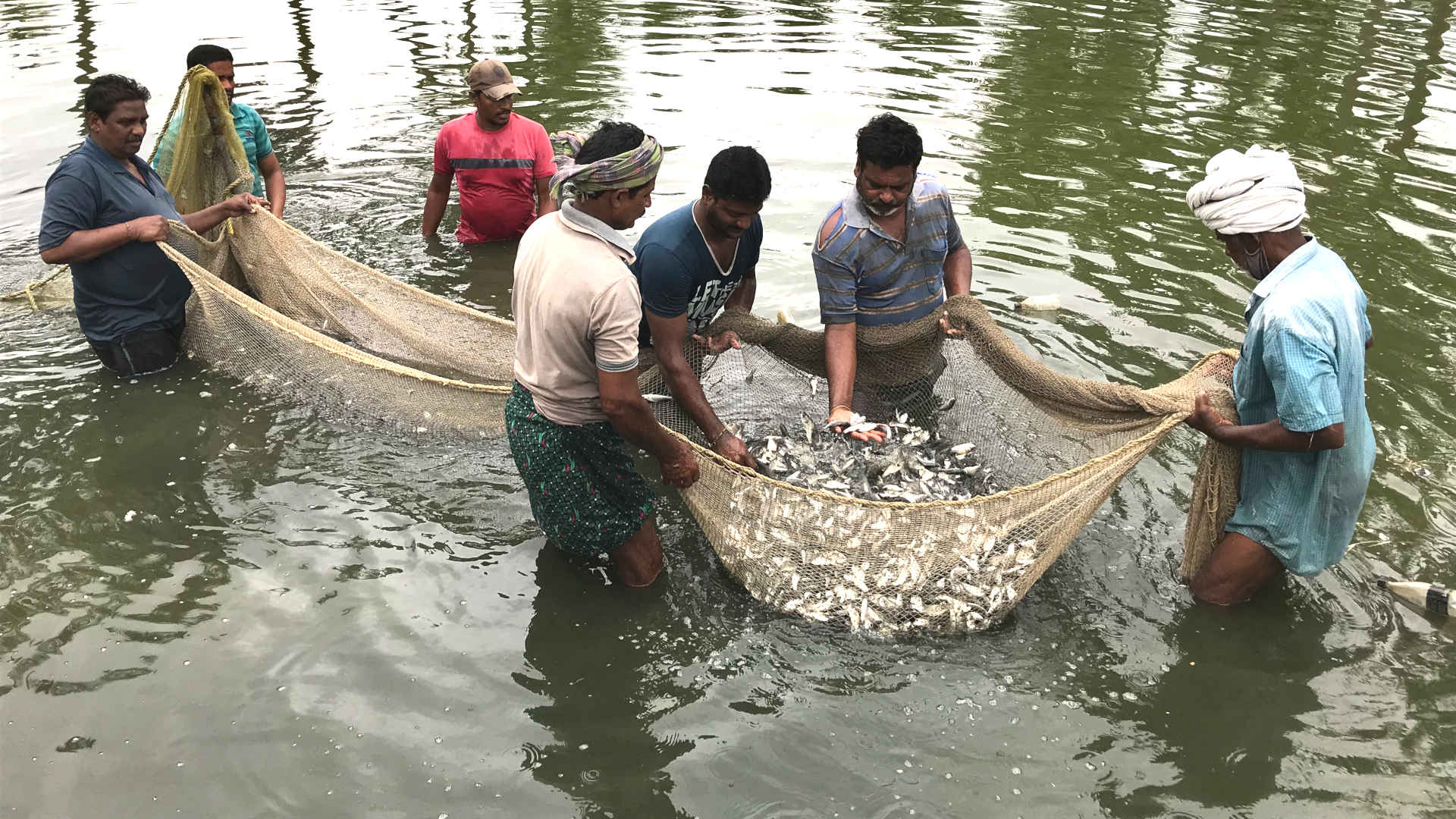 Techniques In Fish Farming