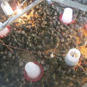 Raising Quails