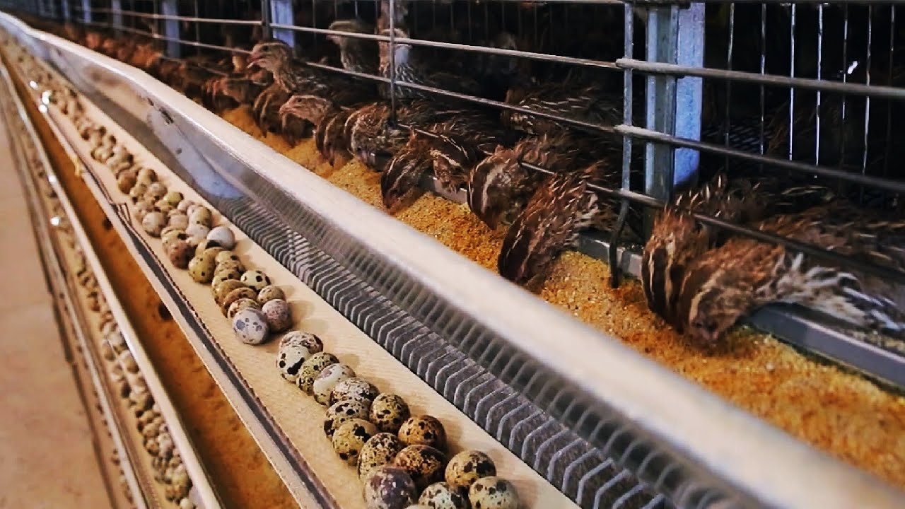  Raising Quails Farm