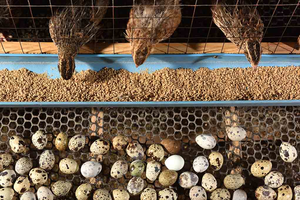 Techniques in Raising Quails